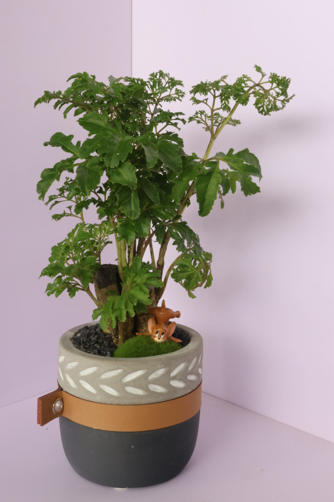 Polyscias - fine leaves - Jerry Mouse-園藝工程-節日花卉-除草-植物批發-真聖誕樹-美國聖誕樹-園林綠化-修樹工程-私人花園-園藝保養-蘭花-菊花-四季桔-芍藥-聖誕花-工程-詠昇-元朗花場-羅漢松-Christmas tree-Garden maintenance-Wingsing Garden-Yuen Long Garden