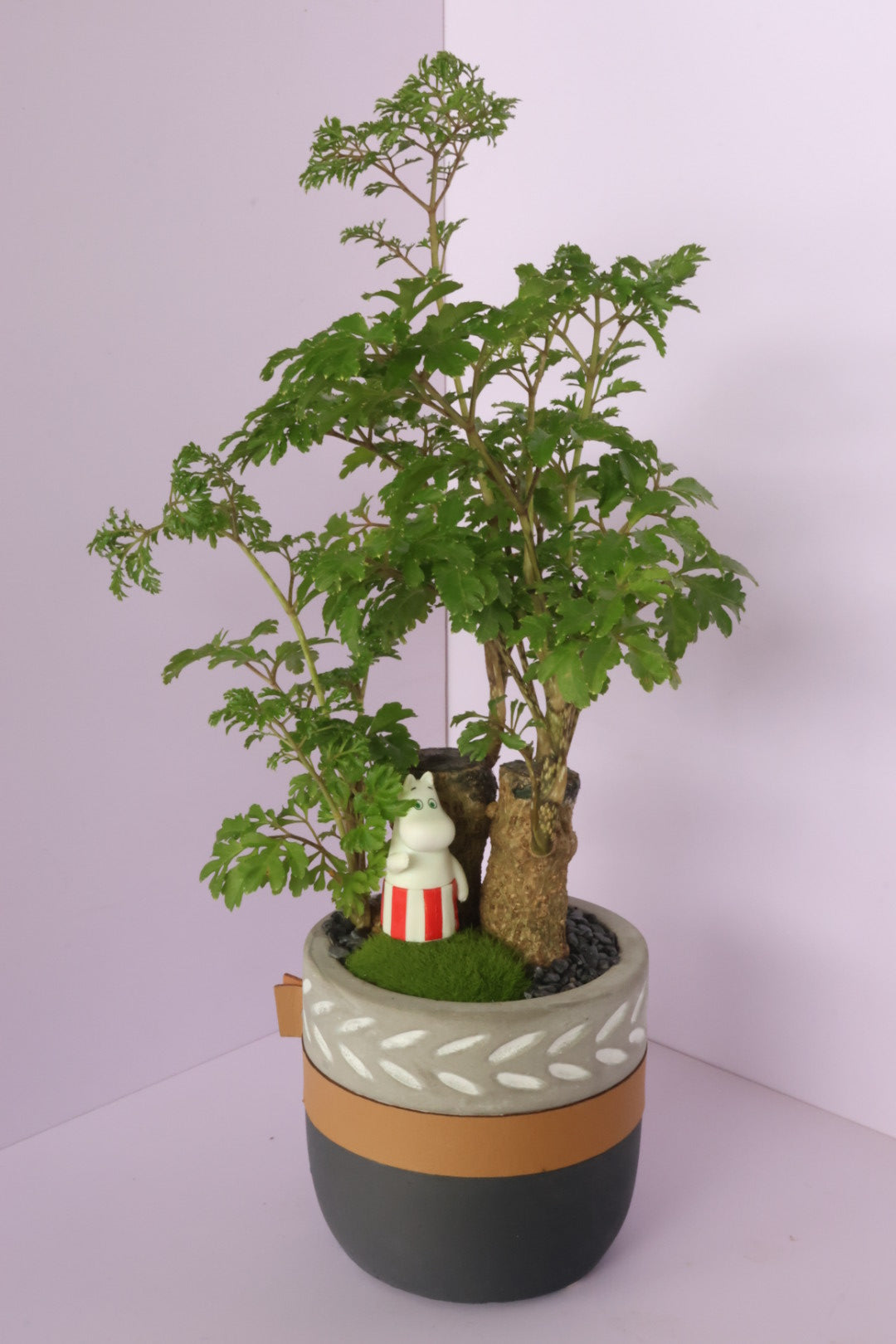 Polyscias - fine leaves - Moominmama-園藝工程-節日花卉-除草-植物批發-真聖誕樹-美國聖誕樹-園林綠化-修樹工程-私人花園-園藝保養-蘭花-菊花-四季桔-芍藥-聖誕花-工程-詠昇-元朗花場-羅漢松-Christmas tree-Garden maintenance-Wingsing Garden-Yuen Long Garden