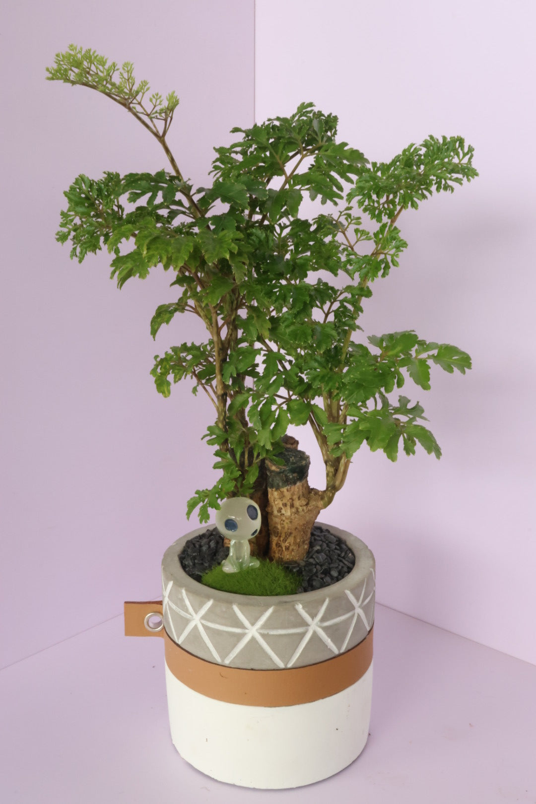 Polyscias - fine leaves -kodama(コダマ)-園藝工程-節日花卉-除草-植物批發-真聖誕樹-美國聖誕樹-園林綠化-修樹工程-私人花園-園藝保養-蘭花-菊花-四季桔-芍藥-聖誕花-工程-詠昇-元朗花場-羅漢松-Christmas tree-Garden maintenance-Wingsing Garden-Yuen Long Garden