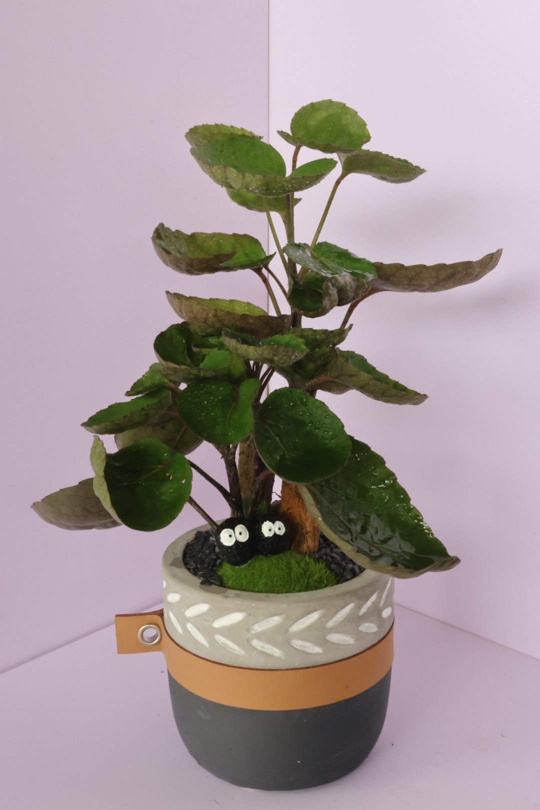 Polyscias - purple leaf - Dust Bunnies-園藝工程-節日花卉-除草-植物批發-真聖誕樹-美國聖誕樹-園林綠化-修樹工程-私人花園-園藝保養-蘭花-菊花-四季桔-芍藥-聖誕花-工程-詠昇-元朗花場-羅漢松-Christmas tree-Garden maintenance-Wingsing Garden-Yuen Long Garden