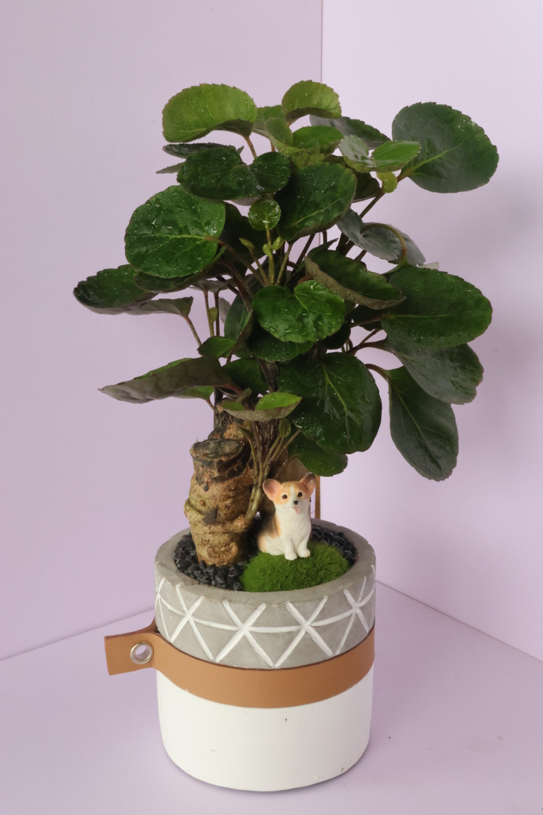 Polyscias - purple leaf - Doggie-園藝工程-節日花卉-除草-植物批發-真聖誕樹-美國聖誕樹-園林綠化-修樹工程-私人花園-園藝保養-蘭花-菊花-四季桔-芍藥-聖誕花-工程-詠昇-元朗花場-羅漢松-Christmas tree-Garden maintenance-Wingsing Garden-Yuen Long Garden