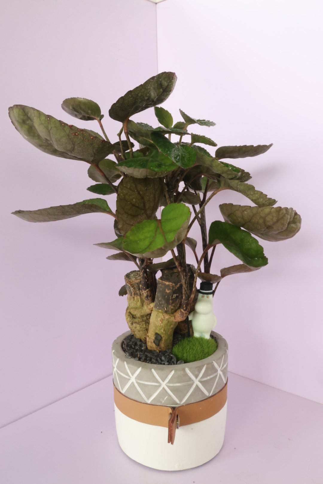 Polyscias - purple leaf - Moominpapa-園藝工程-節日花卉-除草-植物批發-真聖誕樹-美國聖誕樹-園林綠化-修樹工程-私人花園-園藝保養-蘭花-菊花-四季桔-芍藥-聖誕花-工程-詠昇-元朗花場-羅漢松-Christmas tree-Garden maintenance-Wingsing Garden-Yuen Long Garden