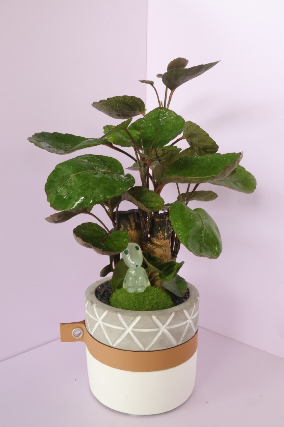 Polyscias - purple leaf -kodama(コダマ)-園藝工程-節日花卉-除草-植物批發-真聖誕樹-美國聖誕樹-園林綠化-修樹工程-私人花園-園藝保養-蘭花-菊花-四季桔-芍藥-聖誕花-工程-詠昇-元朗花場-羅漢松-Christmas tree-Garden maintenance-Wingsing Garden-Yuen Long Garden