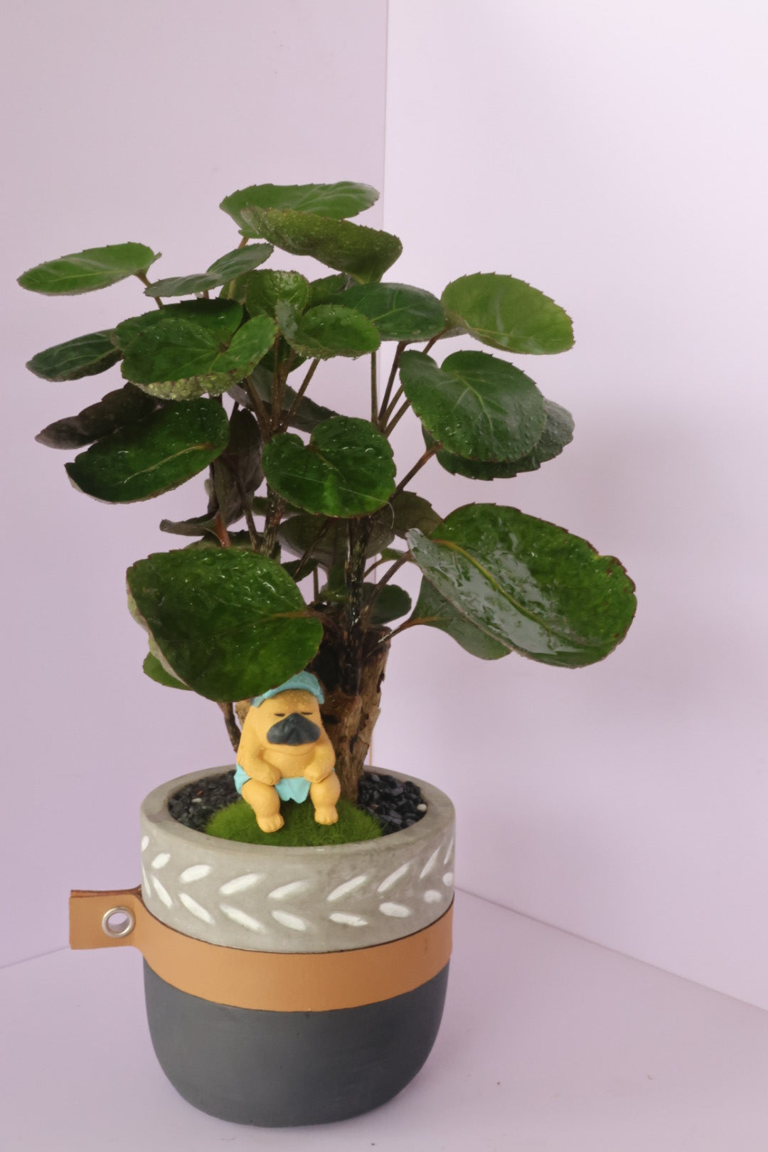 Polyscias - purple leaf - animal party 3-園藝工程-節日花卉-除草-植物批發-真聖誕樹-美國聖誕樹-園林綠化-修樹工程-私人花園-園藝保養-蘭花-菊花-四季桔-芍藥-聖誕花-工程-詠昇-元朗花場-羅漢松-Christmas tree-Garden maintenance-Wingsing Garden-Yuen Long Garden