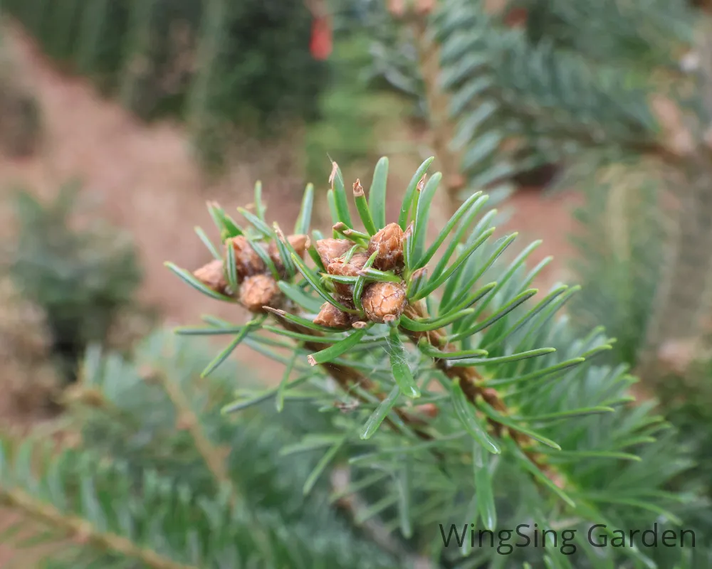 Noble Fir (9-10ft.)-園藝工程-節日花卉-除草-植物批發-真聖誕樹-美國聖誕樹-園林綠化-修樹工程-私人花園-園藝保養-蘭花-菊花-四季桔-芍藥-聖誕花-工程-詠昇-元朗花場-羅漢松-Christmas tree-Garden maintenance-Wingsing Garden-Yuen Long Garden