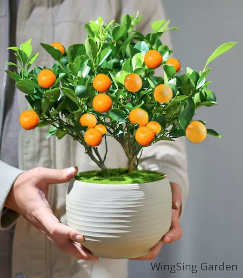 Calamondin (7 inches pot)-園藝工程-節日花卉-除草-植物批發-真聖誕樹-美國聖誕樹-園林綠化-修樹工程-私人花園-園藝保養-蘭花-菊花-四季桔-芍藥-聖誕花-工程-詠昇-元朗花場-羅漢松-Christmas tree-Garden maintenance-Wingsing Garden-Yuen Long Garden