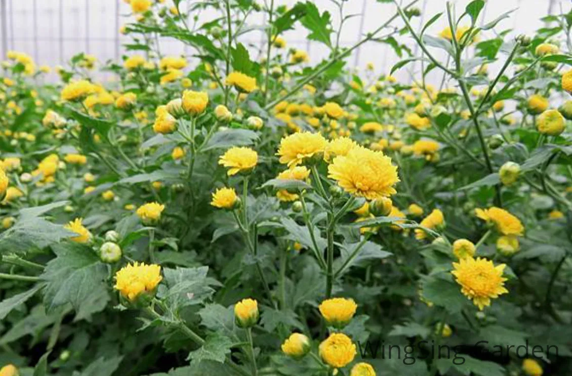 Yellow chrysanthemum （9 inches pot）-園藝工程-節日花卉-除草-植物批發-真聖誕樹-美國聖誕樹-園林綠化-修樹工程-私人花園-園藝保養-蘭花-菊花-四季桔-芍藥-聖誕花-工程-詠昇-元朗花場-羅漢松-Christmas tree-Garden maintenance-Wingsing Garden-Yuen Long Garden