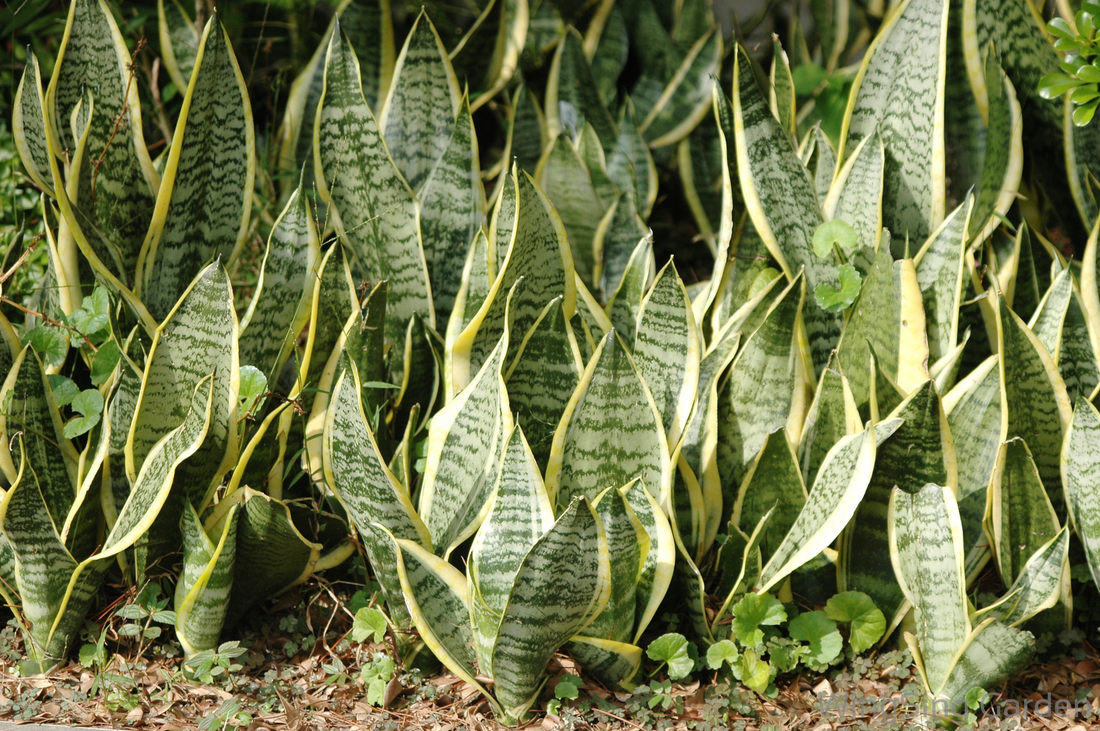 Dracaena Trifasciata-園藝工程-節日花卉-除草-植物批發-真聖誕樹-美國聖誕樹-園林綠化-修樹工程-私人花園-園藝保養-蘭花-菊花-四季桔-芍藥-聖誕花-工程-詠昇-元朗花場-羅漢松-Christmas tree-Garden maintenance-Wingsing Garden-Yuen Long Garden