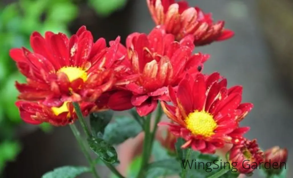 Red chrysanthemum （12 inches pot）-園藝工程-節日花卉-除草-植物批發-真聖誕樹-美國聖誕樹-園林綠化-修樹工程-私人花園-園藝保養-蘭花-菊花-四季桔-芍藥-聖誕花-工程-詠昇-元朗花場-羅漢松-Christmas tree-Garden maintenance-Wingsing Garden-Yuen Long Garden