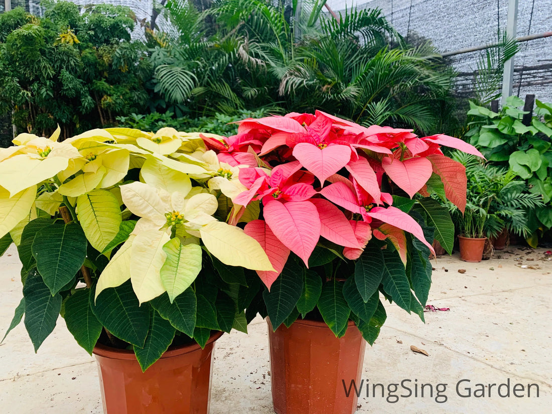Poinsettia (12 inches pot)-園藝工程-節日花卉-除草-植物批發-真聖誕樹-美國聖誕樹-園林綠化-修樹工程-私人花園-園藝保養-蘭花-菊花-四季桔-芍藥-聖誕花-工程-詠昇-元朗花場-羅漢松-Christmas tree-Garden maintenance-Wingsing Garden-Yuen Long Garden
