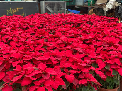 Poinsettia (7 inches pot)-園藝工程-節日花卉-除草-植物批發-真聖誕樹-美國聖誕樹-園林綠化-修樹工程-私人花園-園藝保養-蘭花-菊花-四季桔-芍藥-聖誕花-工程-詠昇-元朗花場-羅漢松-Christmas tree-Garden maintenance-Wingsing Garden-Yuen Long Garden