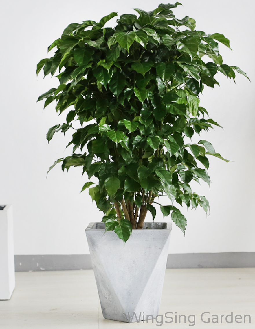 Radermachera Hainanensis Merr-園藝工程-節日花卉-除草-植物批發-真聖誕樹-美國聖誕樹-園林綠化-修樹工程-私人花園-園藝保養-蘭花-菊花-四季桔-芍藥-聖誕花-工程-詠昇-元朗花場-羅漢松-Christmas tree-Garden maintenance-Wingsing Garden-Yuen Long Garden