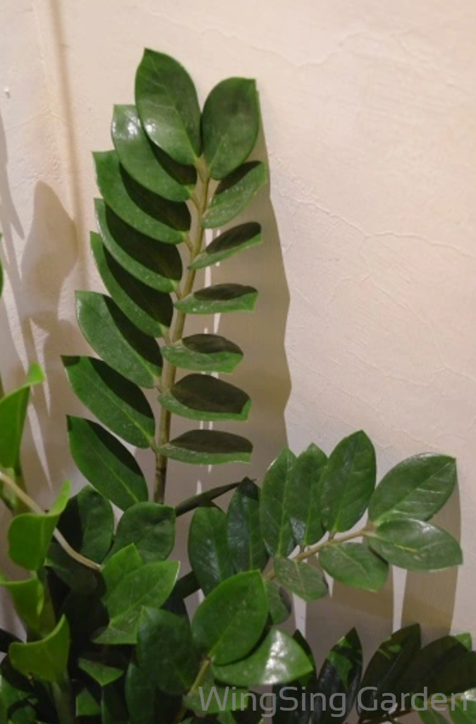 Zamioculcas Zamiifolia-園藝工程-節日花卉-除草-植物批發-真聖誕樹-美國聖誕樹-園林綠化-修樹工程-私人花園-園藝保養-蘭花-菊花-四季桔-芍藥-聖誕花-工程-詠昇-元朗花場-羅漢松-Christmas tree-Garden maintenance-Wingsing Garden-Yuen Long Garden