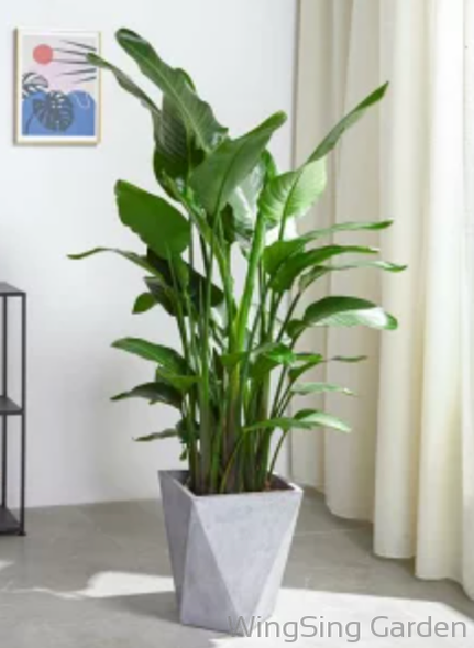 Strelitzia Reginae-園藝工程-節日花卉-除草-植物批發-真聖誕樹-美國聖誕樹-園林綠化-修樹工程-私人花園-園藝保養-蘭花-菊花-四季桔-芍藥-聖誕花-工程-詠昇-元朗花場-羅漢松-Christmas tree-Garden maintenance-Wingsing Garden-Yuen Long Garden