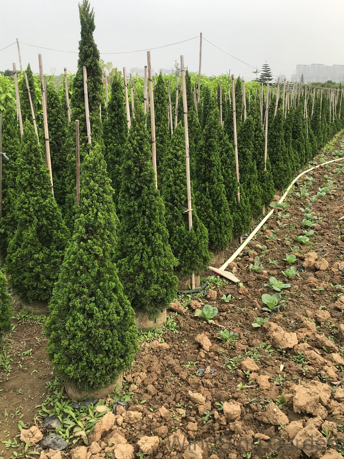 Pines and Cypresses (塔型松柏)-園藝工程-節日花卉-除草-植物批發-真聖誕樹-美國聖誕樹-園林綠化-修樹工程-私人花園-園藝保養-蘭花-菊花-四季桔-芍藥-聖誕花-工程-詠昇-元朗花場-羅漢松-Christmas tree-Garden maintenance-Wingsing Garden-Yuen Long Garden