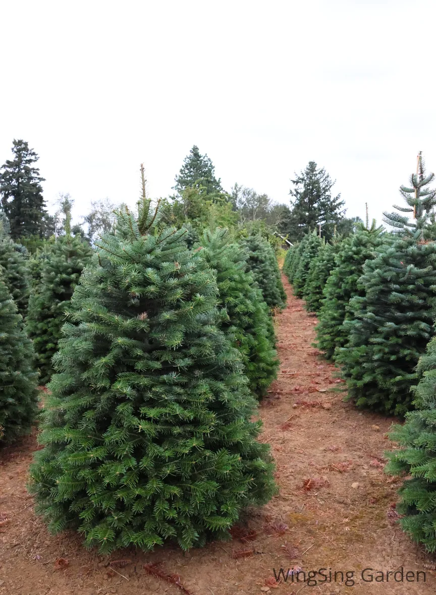 Noble Fir (9-10ft.)-園藝工程-節日花卉-除草-植物批發-真聖誕樹-美國聖誕樹-園林綠化-修樹工程-私人花園-園藝保養-蘭花-菊花-四季桔-芍藥-聖誕花-工程-詠昇-元朗花場-羅漢松-Christmas tree-Garden maintenance-Wingsing Garden-Yuen Long Garden